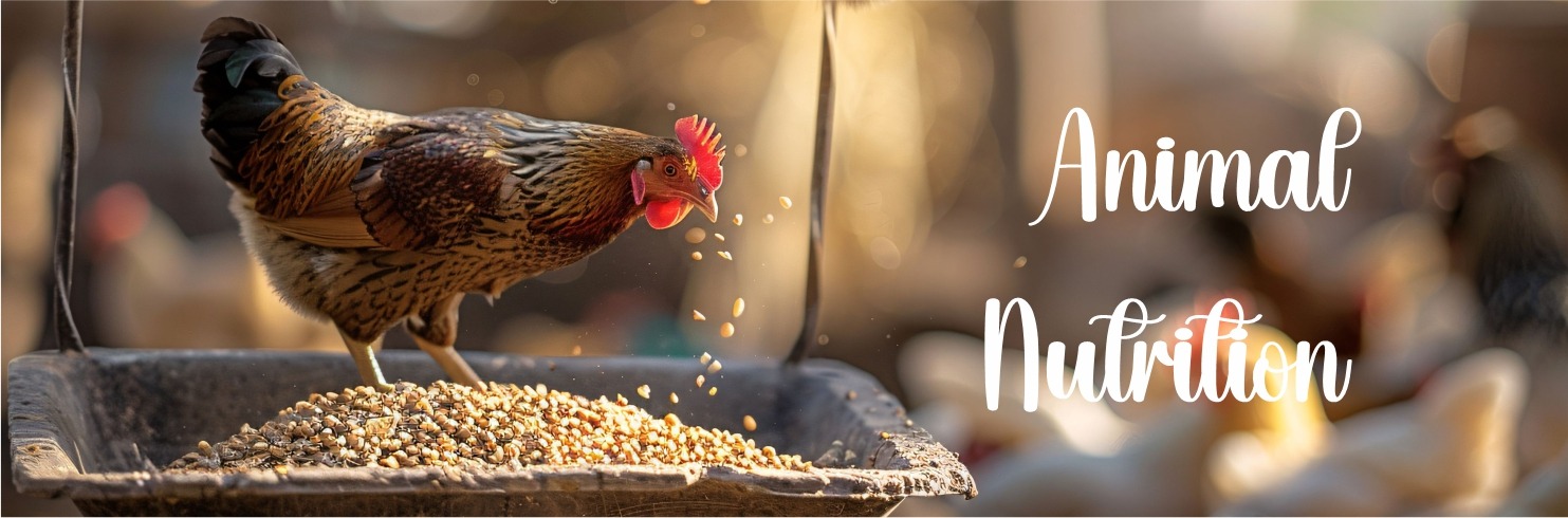 The 2nd banner shows a chicken eating feed, emphasizing the importance of a balanced diet in animal nutrition on Intercorp Biotech Website's homepage.