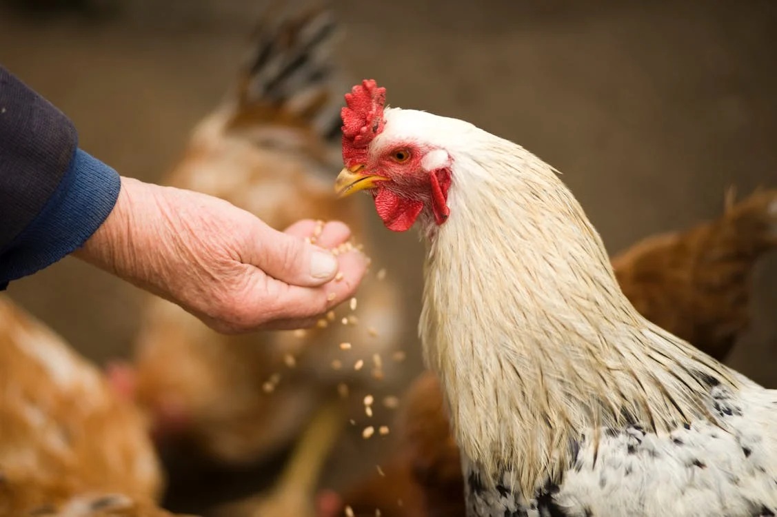 Poultry Feed Fortification