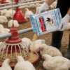 INTERMIX - PROBEE (FEED MIXING) - BEING USED
